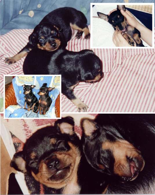 Our family, Tabinka - the progenitor top right, her chioldren Tiffany and Hubert as babies top big, grown up in the middle and the next generation, Tiffany's babies bottom big