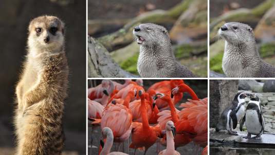From ledft top: surricati posing for the shot, yawning otter, arguing flamingos, kissing pinguins
