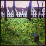 Bruges daffodils