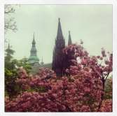 Cathedral in bloom